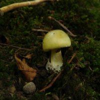 Gruener Knollenblaetterpilz (Amanita phalloides)